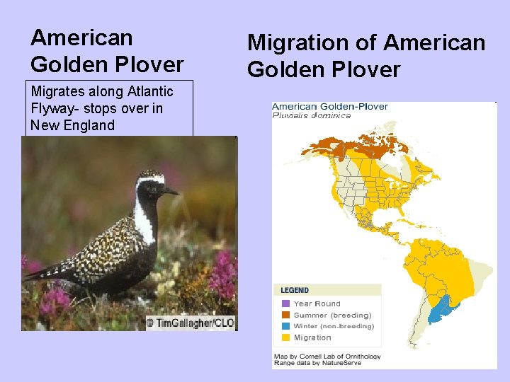 American Golden Plover Migrates along Atlantic Flyway- stops over in New England Migration of American Golden Plover Migrates along Atlantic Flyway- stops over in New England Migration of