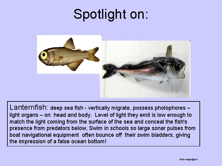 Spotlight on: Lanternfish: deep sea fish - vertically migrate, possess photophores – light organs Spotlight on: Lanternfish: deep sea fish - vertically migrate, possess photophores – light organs