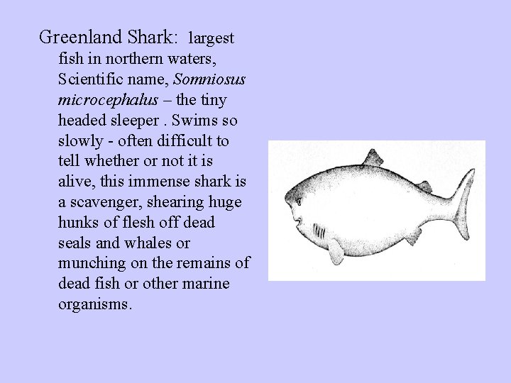 Greenland Shark: largest fish in northern waters, Scientific name, Somniosus microcephalus – the tiny Greenland Shark: largest fish in northern waters, Scientific name, Somniosus microcephalus – the tiny