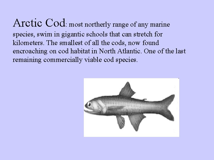 Arctic Cod: most northerly range of any marine species, swim in gigantic schools that Arctic Cod: most northerly range of any marine species, swim in gigantic schools that