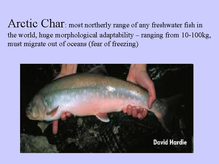 Arctic Char: most northerly range of any freshwater fish in the world, huge morphological Arctic Char: most northerly range of any freshwater fish in the world, huge morphological