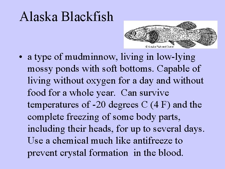 Alaska Blackfish • a type of mudminnow, living in low-lying mossy ponds with soft Alaska Blackfish • a type of mudminnow, living in low-lying mossy ponds with soft