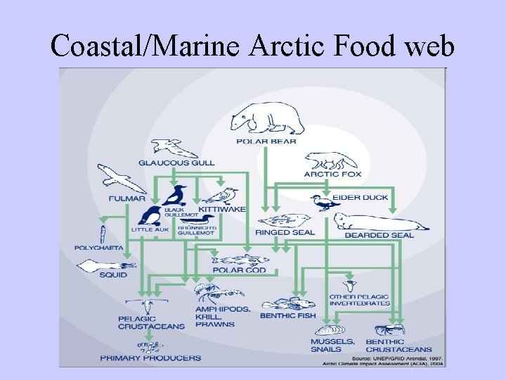 Coastal/Marine Arctic Food web Coastal/Marine Arctic Food web
