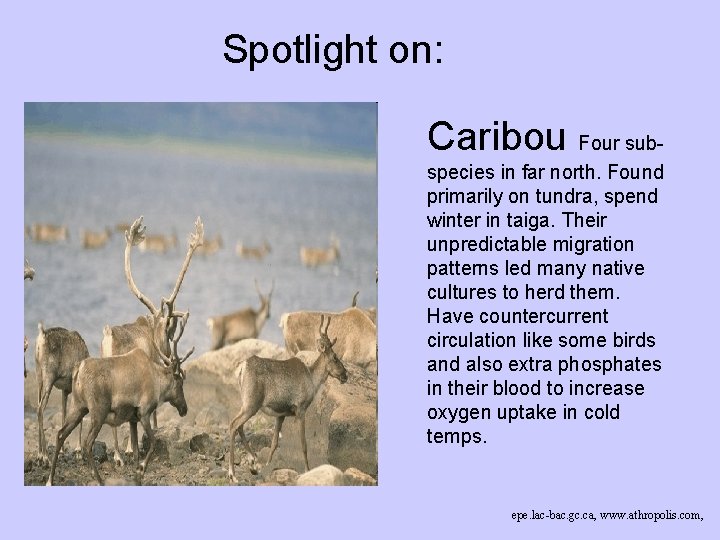 Spotlight on: Caribou Four subspecies in far north. Found primarily on tundra, spend winter Spotlight on: Caribou Four subspecies in far north. Found primarily on tundra, spend winter