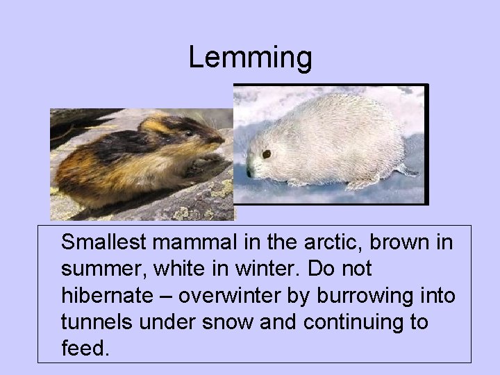 Lemming Smallest mammal in the arctic, brown in summer, white in winter. Do not Lemming Smallest mammal in the arctic, brown in summer, white in winter. Do not