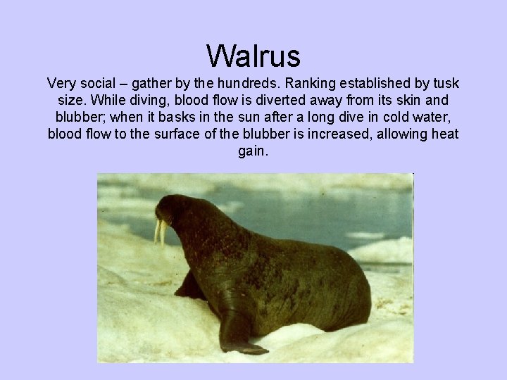 Walrus Very social – gather by the hundreds. Ranking established by tusk size. While Walrus Very social – gather by the hundreds. Ranking established by tusk size. While