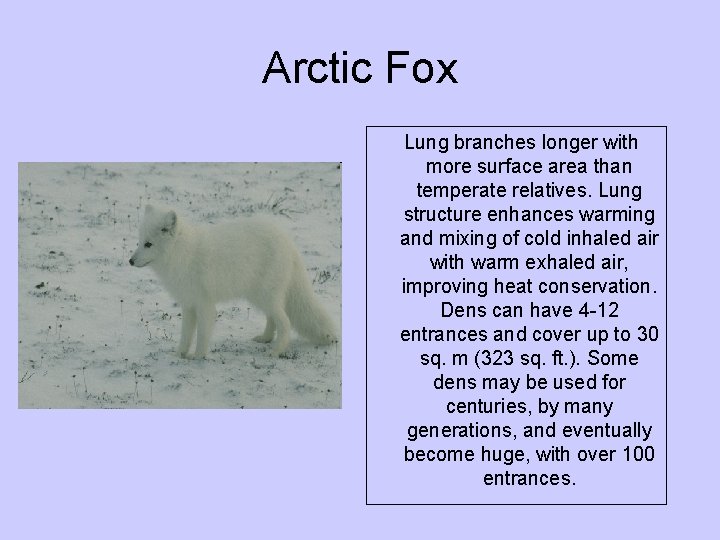 Arctic Fox Lung branches longer with more surface area than temperate relatives. Lung structure Arctic Fox Lung branches longer with more surface area than temperate relatives. Lung structure