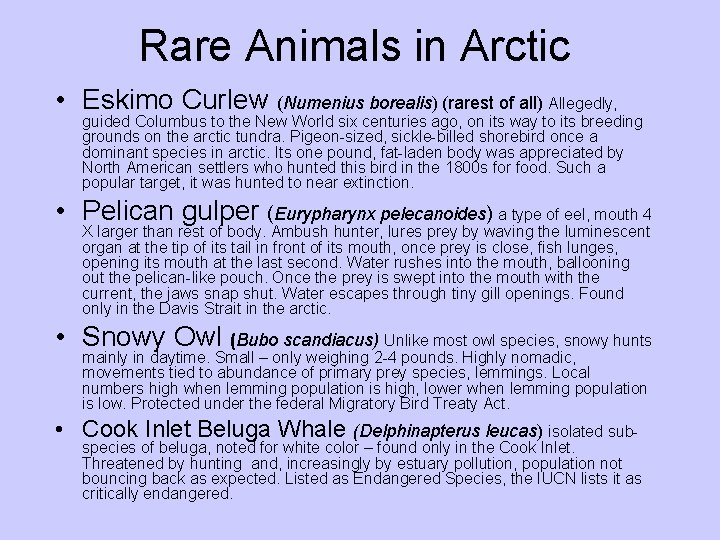 Rare Animals in Arctic • Eskimo Curlew (Numenius borealis) (rarest of all) Allegedly, guided Rare Animals in Arctic • Eskimo Curlew (Numenius borealis) (rarest of all) Allegedly, guided