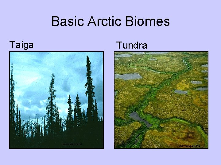 Basic Arctic Biomes Taiga Tundra www. runet. edu www. ulapland. fi/ Basic Arctic Biomes Taiga Tundra www. runet. edu www. ulapland. fi/