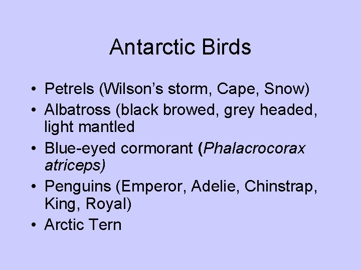 Antarctic Birds • Petrels (Wilson’s storm, Cape, Snow) • Albatross (black browed, grey headed, Antarctic Birds • Petrels (Wilson’s storm, Cape, Snow) • Albatross (black browed, grey headed,