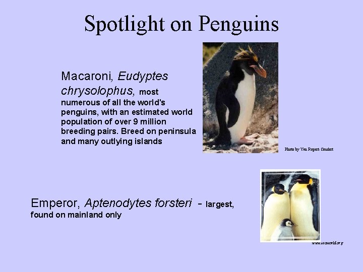 Spotlight on Penguins Macaroni, Eudyptes chrysolophus, most numerous of all the world's penguins, with Spotlight on Penguins Macaroni, Eudyptes chrysolophus, most numerous of all the world's penguins, with
