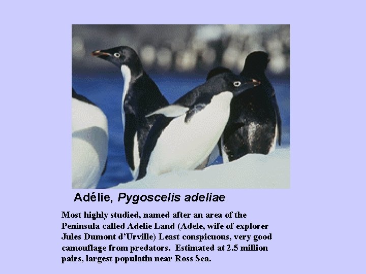 Adélie, Pygoscelis adeliae Most highly studied, named after an area of the Peninsula called Adélie, Pygoscelis adeliae Most highly studied, named after an area of the Peninsula called