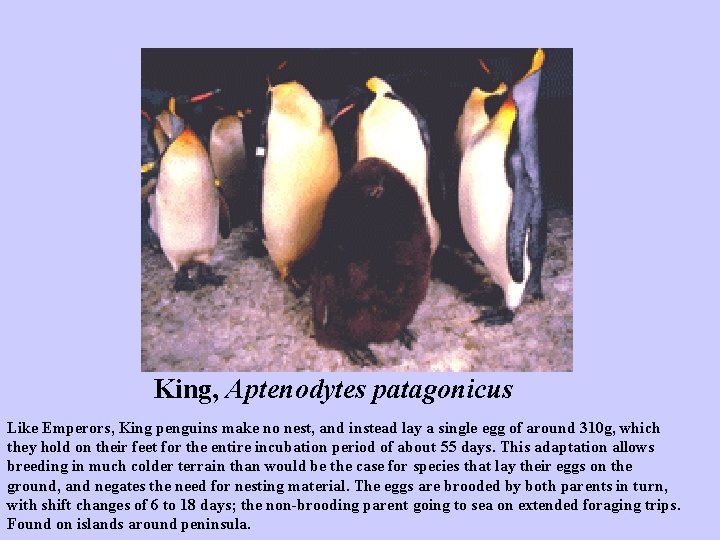 King, Aptenodytes patagonicus Like Emperors, King penguins make no nest, and instead lay a King, Aptenodytes patagonicus Like Emperors, King penguins make no nest, and instead lay a