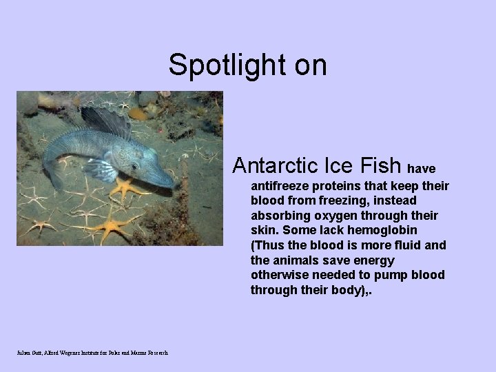 Spotlight on Antarctic Ice Fish have antifreeze proteins that keep their blood from freezing, Spotlight on Antarctic Ice Fish have antifreeze proteins that keep their blood from freezing,