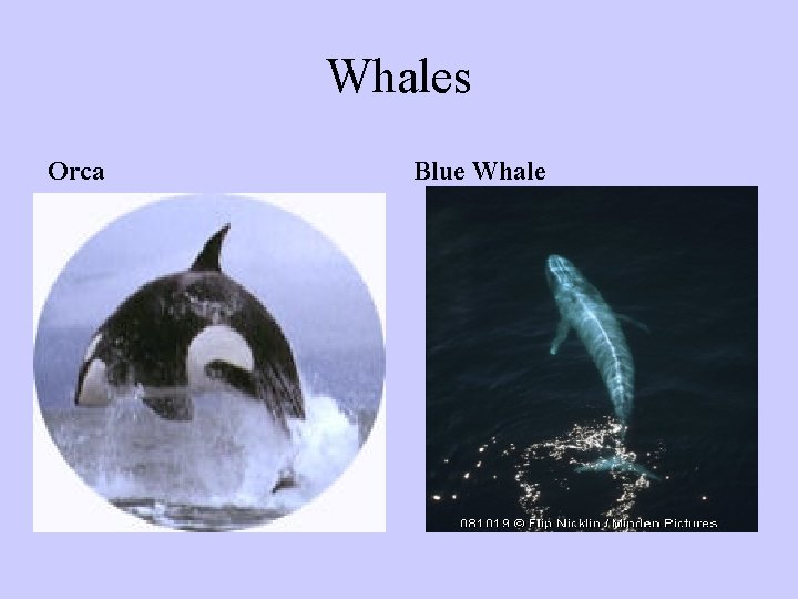Whales Orca Blue Whale Whales Orca Blue Whale