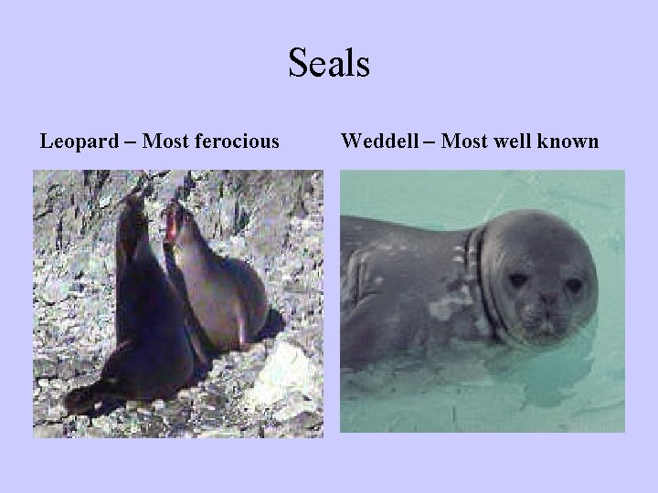 Seals Leopard – Most ferocious Weddell – Most well known Seals Leopard – Most ferocious Weddell – Most well known