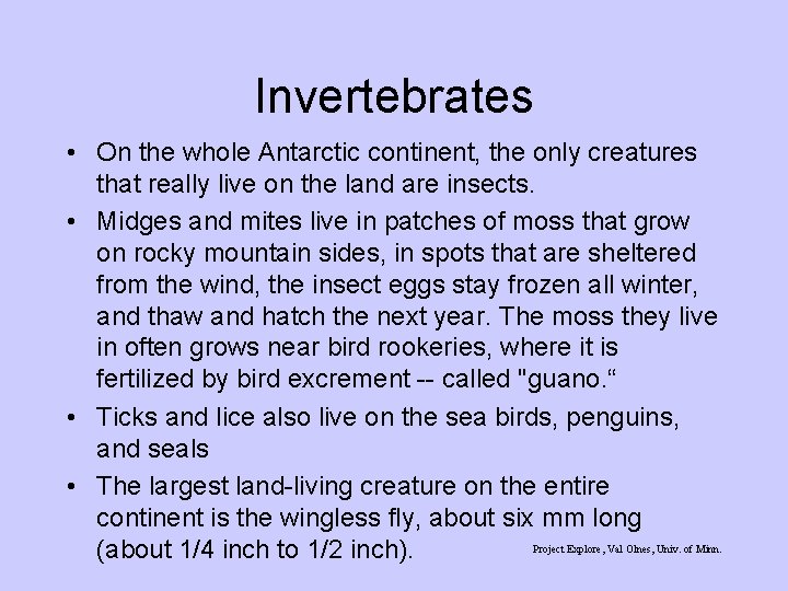 Invertebrates • On the whole Antarctic continent, the only creatures that really live on Invertebrates • On the whole Antarctic continent, the only creatures that really live on
