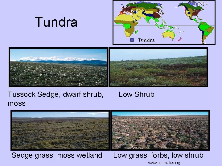 Tundra www. mbgnet. net Tussock Sedge, dwarf shrub, moss Sedge grass, moss wetland Low Tundra www. mbgnet. net Tussock Sedge, dwarf shrub, moss Sedge grass, moss wetland Low