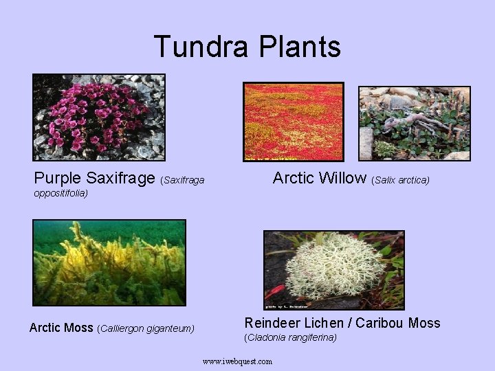 Tundra Plants Purple Saxifrage (Saxifraga Arctic Willow (Salix arctica) oppositifolia) Arctic Moss (Calliergon giganteum) Tundra Plants Purple Saxifrage (Saxifraga Arctic Willow (Salix arctica) oppositifolia) Arctic Moss (Calliergon giganteum)
