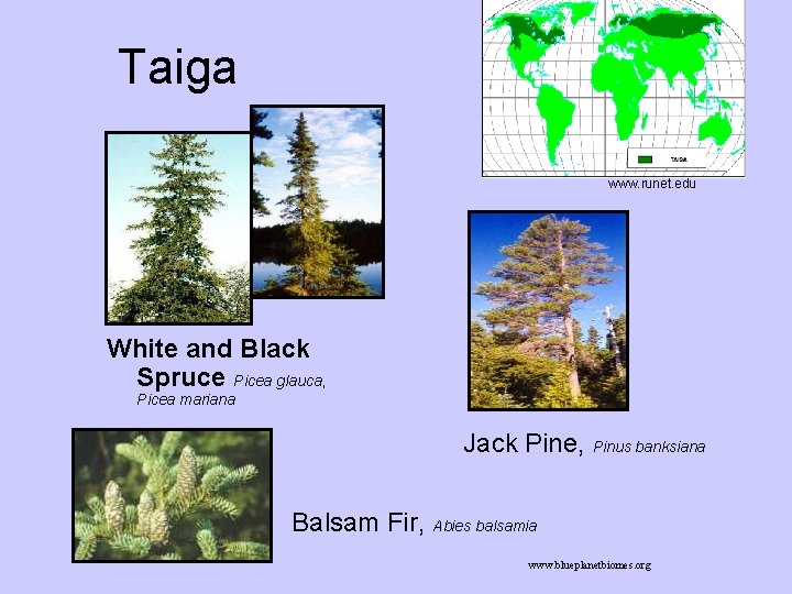 Taiga www. runet. edu White and Black Spruce Picea glauca, Picea mariana Jack Pine, Taiga www. runet. edu White and Black Spruce Picea glauca, Picea mariana Jack Pine,