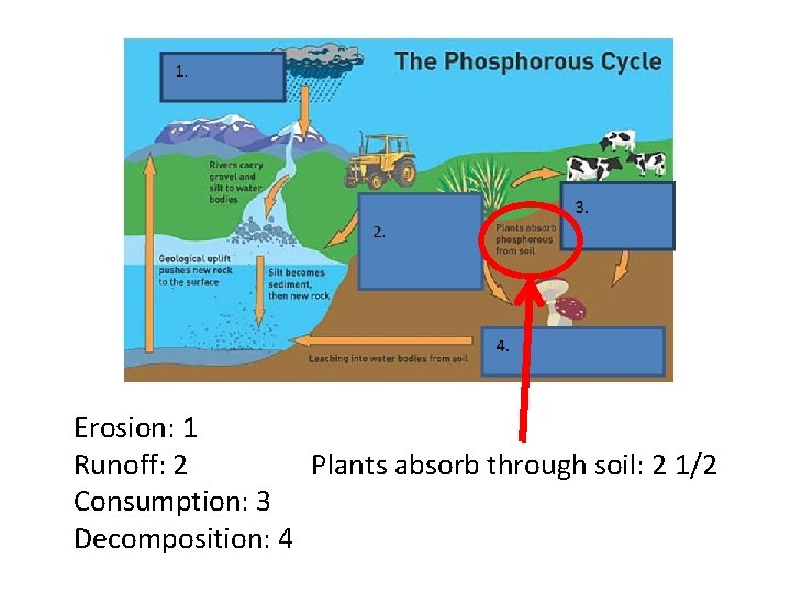 Erosion: 1 Runoff: 2 Plants absorb through soil: 2 1/2 Consumption: 3 Decomposition: 4