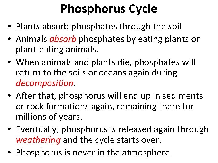 Phosphorus Cycle • Plants absorb phosphates through the soil • Animals absorb phosphates by