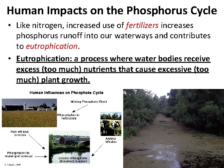 Human Impacts on the Phosphorus Cycle • Like nitrogen, increased use of fertilizers increases