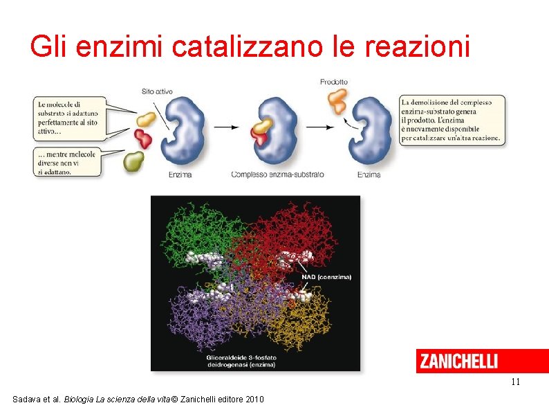 Gli enzimi catalizzano le reazioni 11 Sadava et al. Biologia La scienza della vita Gli enzimi catalizzano le reazioni 11 Sadava et al. Biologia La scienza della vita