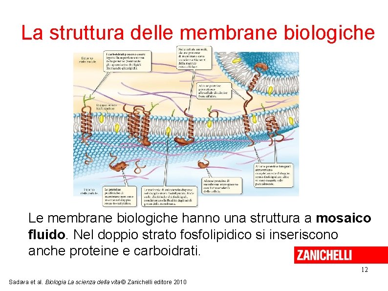 La struttura delle membrane biologiche Le membrane biologiche hanno una struttura a mosaico fluido.