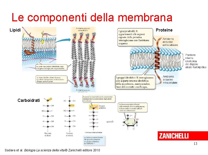 Le componenti della membrana Lipidi Proteine Carboidrati 13 Sadava et al. Biologia La scienza