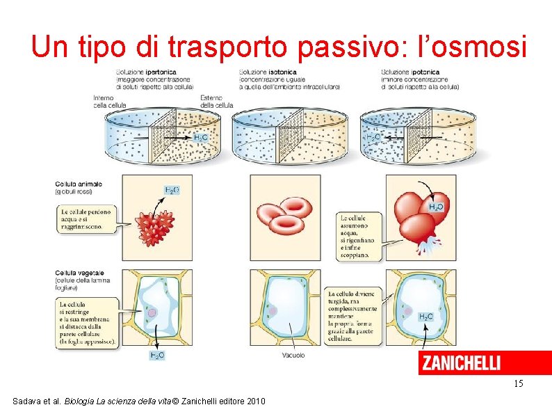 Un tipo di trasporto passivo: l’osmosi 15 Sadava et al. Biologia La scienza della Un tipo di trasporto passivo: l’osmosi 15 Sadava et al. Biologia La scienza della