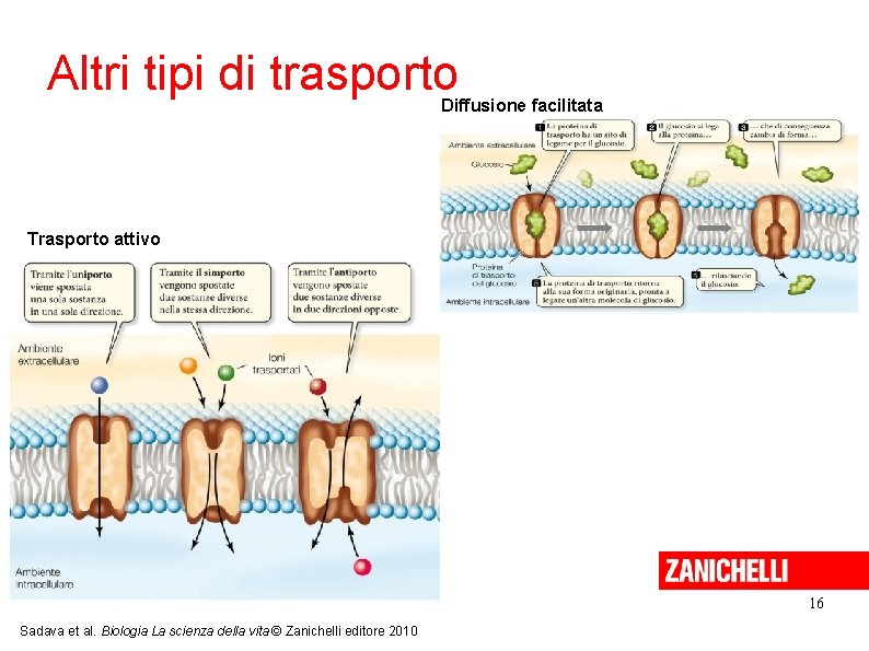 Altri tipi di trasporto Diffusione facilitata Trasporto attivo 16 Sadava et al. Biologia La