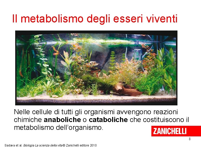 Il metabolismo degli esseri viventi Nelle cellule di tutti gli organismi avvengono reazioni chimiche Il metabolismo degli esseri viventi Nelle cellule di tutti gli organismi avvengono reazioni chimiche