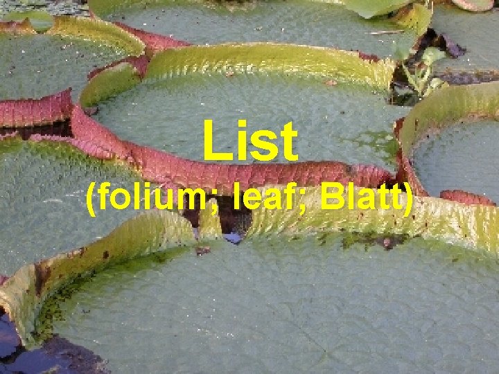 List (folium; leaf; Blatt) 