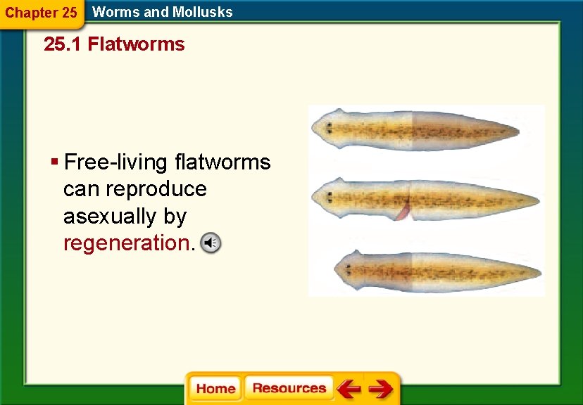 Chapter 25 Worms and Mollusks 25. 1 Flatworms § Free-living flatworms can reproduce asexually
