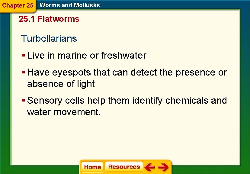 Chapter 25 Worms and Mollusks 25. 1 Flatworms Turbellarians § Live in marine or