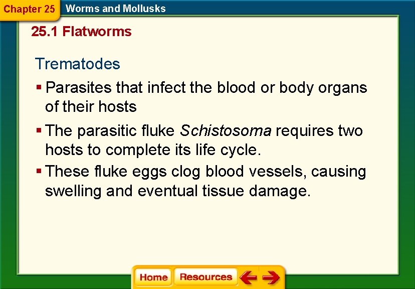 Chapter 25 Worms and Mollusks 25. 1 Flatworms Trematodes § Parasites that infect the