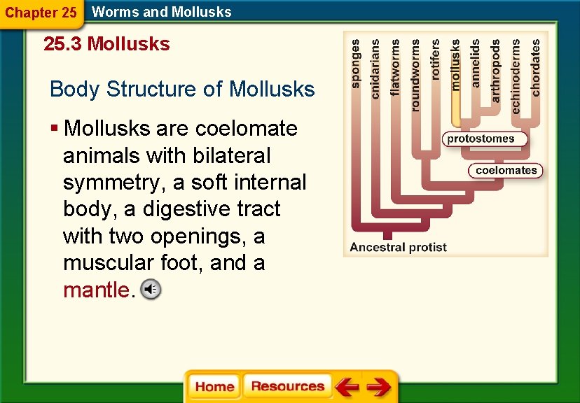 Chapter 25 Worms and Mollusks 25. 3 Mollusks Body Structure of Mollusks § Mollusks
