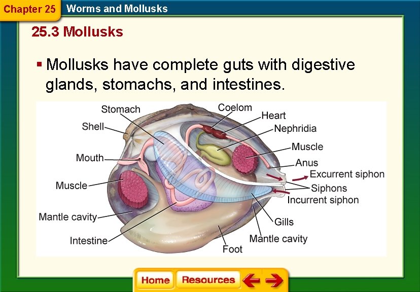Chapter 25 Worms and Mollusks 25. 3 Mollusks § Mollusks have complete guts with