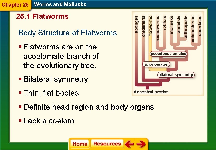 Chapter 25 Worms and Mollusks 25. 1 Flatworms Body Structure of Flatworms § Flatworms