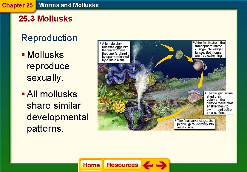 Chapter 25 Worms and Mollusks 25. 3 Mollusks Reproduction § Mollusks reproduce sexually. §