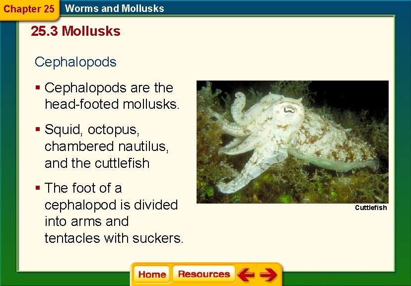 Chapter 25 Worms and Mollusks 25. 3 Mollusks Cephalopods § Cephalopods are the head-footed