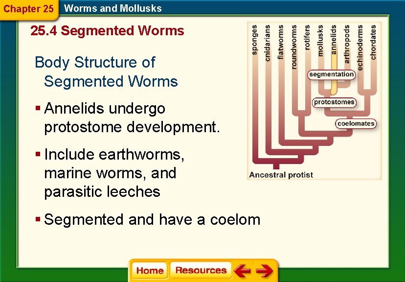 Chapter 25 Worms and Mollusks 25. 4 Segmented Worms Body Structure of Segmented Worms