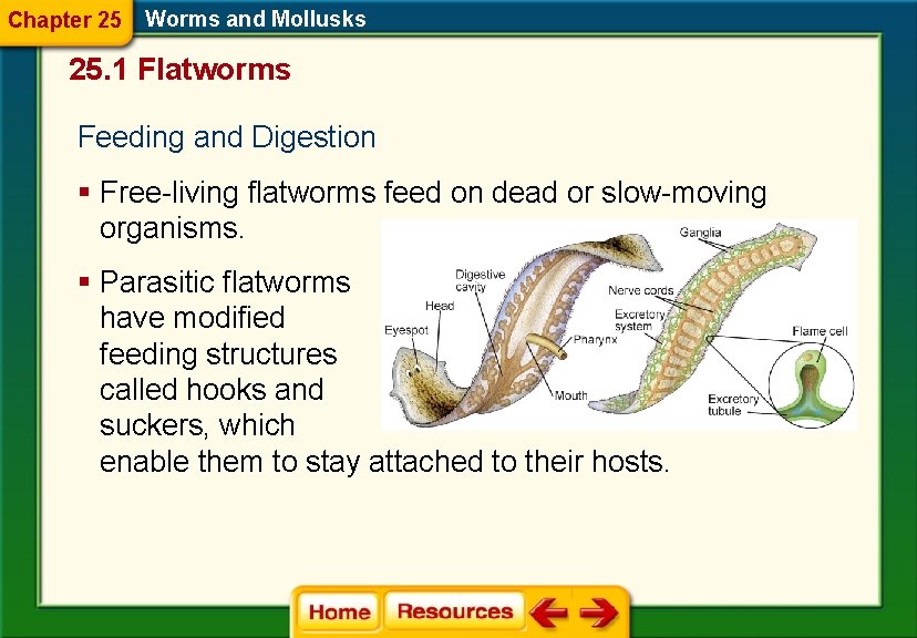 Chapter 25 Worms and Mollusks 25. 1 Flatworms Feeding and Digestion § Free-living flatworms