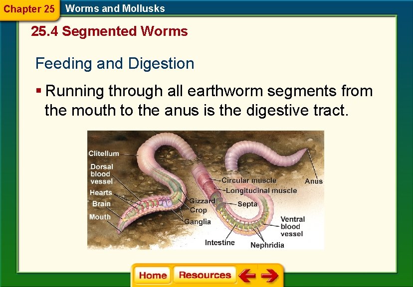 Chapter 25 Worms and Mollusks 25. 4 Segmented Worms Feeding and Digestion § Running