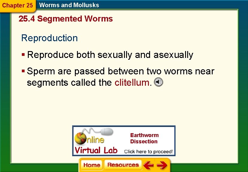 Chapter 25 Worms and Mollusks 25. 4 Segmented Worms Reproduction § Reproduce both sexually