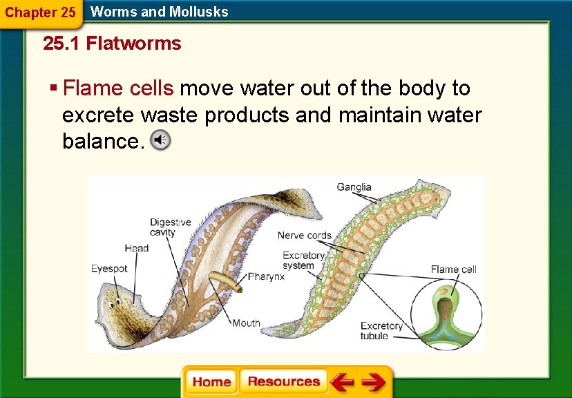 Chapter 25 Worms and Mollusks 25. 1 Flatworms § Flame cells move water out