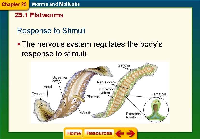 Chapter 25 Worms and Mollusks 25. 1 Flatworms Response to Stimuli § The nervous
