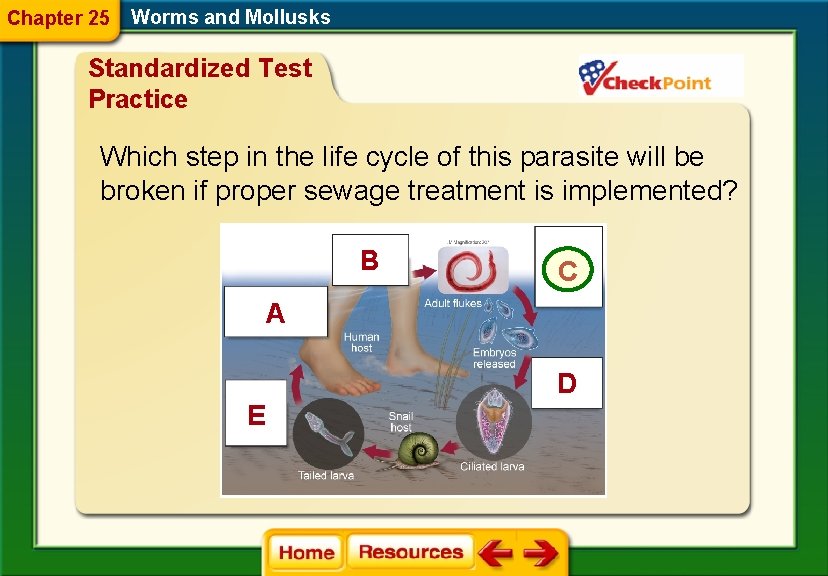 Chapter 25 Worms and Mollusks Standardized Test Practice Which step in the life cycle