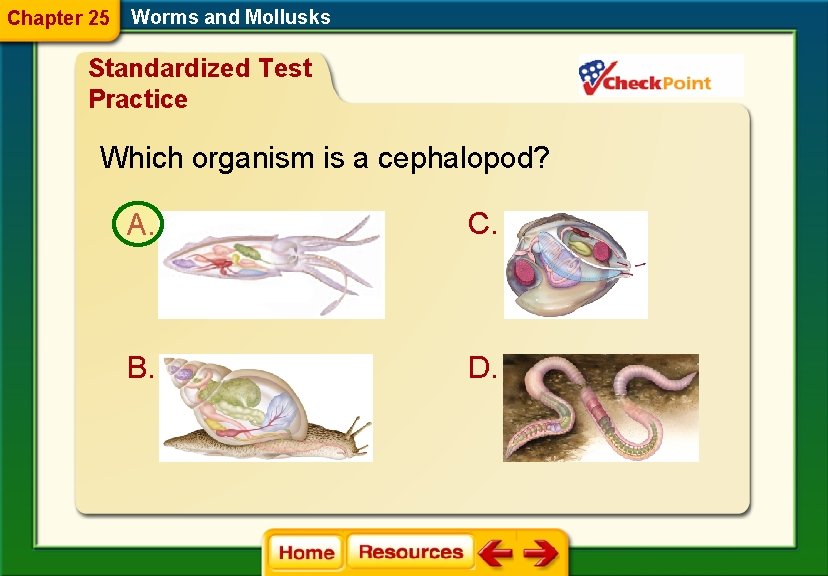 Chapter 25 Worms and Mollusks Standardized Test Practice Which organism is a cephalopod? A.